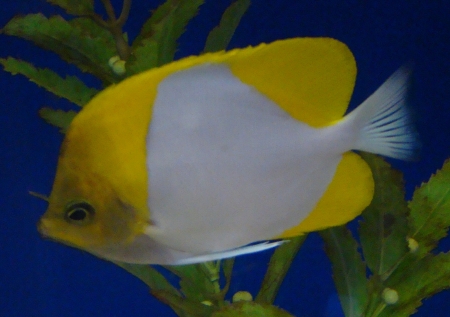  Hemitaurichthys polylepis (Pyramid Butterflyfish, Yellow Pyramid Butterflyfish)